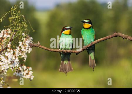 coppia di uccelli belli seduti in primavera su un ramo Foto Stock