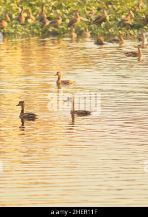 un gregge di anatra fischiante minore (dendrocygna javanica) al lago di santragachi vicino a kolkata, bengala occidentale in india Foto Stock