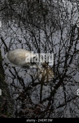 il cranio umano parzialmente sommerso in acque poco profonde dello stagno con rami di albero che si riflettono nell'acqua Foto Stock