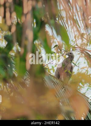 miele orientale buzzard o crested miele buzzard (pernis ptilorhynchus) mimetizzazione in natura Foto Stock