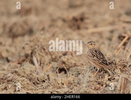 skylark orientale (alauda gulgula) su terra arida Foto Stock