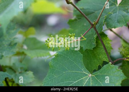 Diramazione di verga con i piccoli grappoli di uva da vicino Foto Stock
