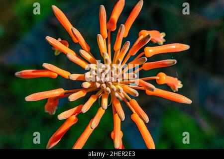 dettagli in fiore di germoglio di agave scenico Foto Stock