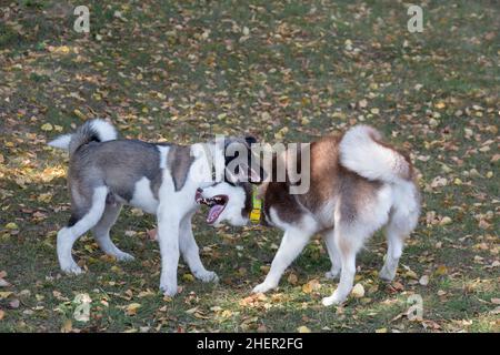 Il carino cucciolo americano akita e il cucciolo di Husky siberiano giocano su un'erba verde nel parco autunnale. Animali domestici. Cane purebred. Foto Stock