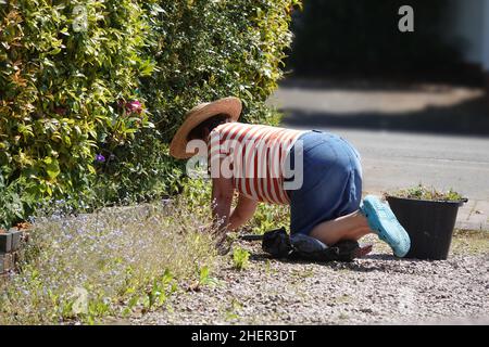 Una donna anziana si inginocchiava a terra e si diserbava un sentiero nel suo giardino Foto Stock