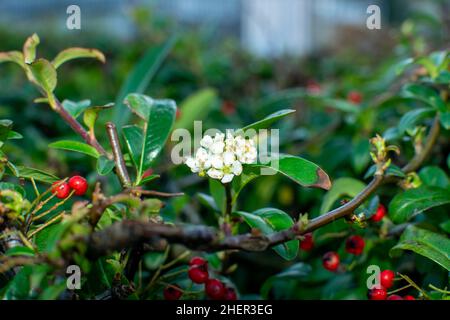 Fiori bianchi su sfondo verde sfocato Foto Stock