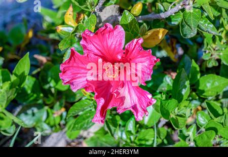 fioritura intensa fiore rosso ibisco in dettaglio Foto Stock