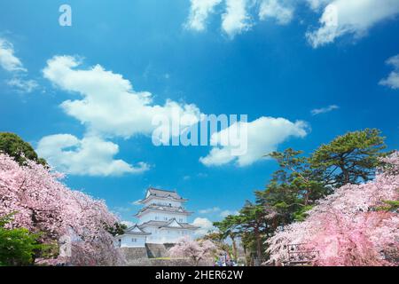 Odawara Castello e Cherry Blossoms Foto Stock