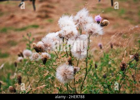 Thistledown soffia in una leggera brezza in un prato nel Kent, Regno Unito Foto Stock