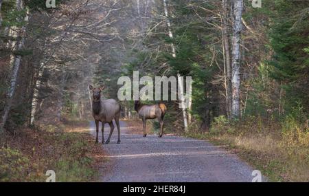 Una mucca di alci e vitello su una strada di ghiaia nell'area del lago Clam nel nord del Wisconsin. Foto Stock