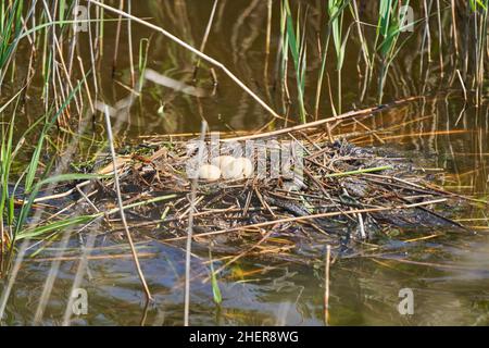 Nido con uova di un grande grovo crested, Podiceps cristatus, è un uccello d'acqua noto per la sua elaborata esposizione di accoppiamento Foto Stock