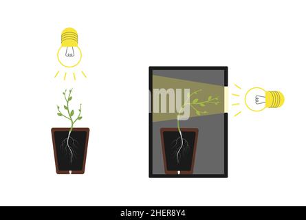 Fototropismo – è il movimento delle piante in risposta alla luce, pianta nella scatola. Illustrazione piatta del vettore isolato. Illustrazione Vettoriale