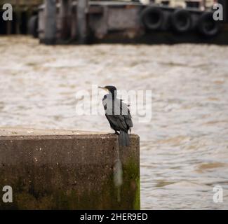Europeo o comune Shag sul Tamigi a Londra specie di cormorano Foto Stock