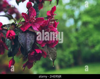 primo piano di vista di melo ornamentale mali reali in fiore dopo la pioggia Foto Stock