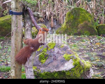 Lo scoiattolo rosso o scoiattolo rosso eurasiatico è una specie di scoiattolo che mastica su una formella di cervo Foto Stock