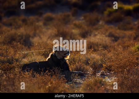 Leone africano con colletto radio all'alba nel parco di Kgalagadi, Sudafrica; famiglia di specie panthera leo di felidae Foto Stock