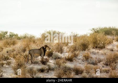 Leone africano maschio nero mane con colletto radio nel parco di Kgalagadi transfrontier, Sudafrica; famiglia di specie panthera leo di felidae Foto Stock