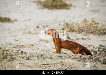 La manica snella in terra asciutta del parco di trasferimento di Kgalagadi, Sudafrica; la specie Galerella sanguinea famiglia di Herpestidae Foto Stock