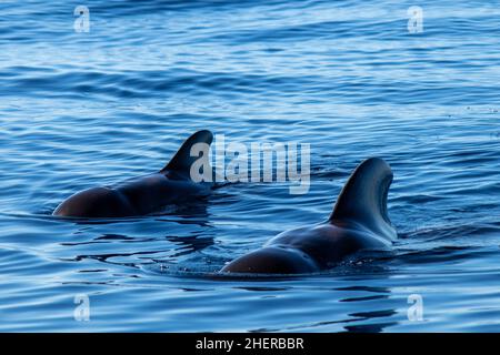 Coppia di balene paludose a pinne corte (Globicephala macrorhyncus) al largo di la Gomera, Isole Canarie Foto Stock