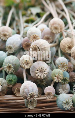 Papaver somniferum. Cesto di papavero seedheads. Foto Stock