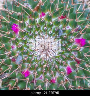 Cactus fiorito ricciamente in primo piano. Foto Stock