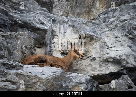 Camoscio rupicapra marrone adagiato sulle rocce delle montagne austriache Foto Stock