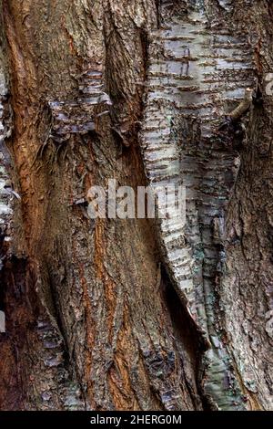 Corteccia di peeling dell'albero di betulla d'Argento Foto Stock