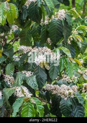 Piante di caffè (Coffea arabica) fiori a Tres Rios, Costa Rica./ Foto Stock