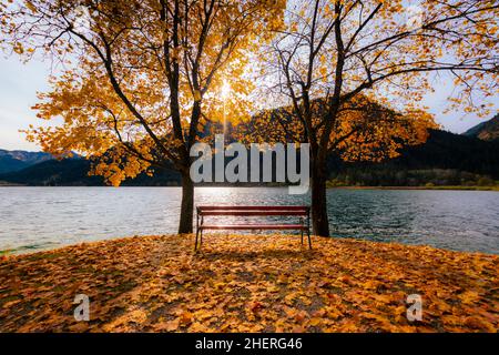 solitario panca su un lago tra due alberi autunnali e foglie d'arancia sul terreno in austria Foto Stock