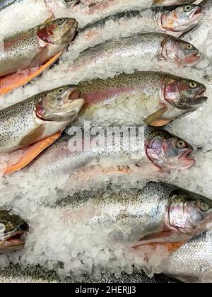 Trota arcobaleno fresca sul bancone del negozio Foto Stock
