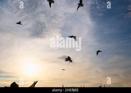 silhouette uomo nutrire gli uccelli che volano nel cielo. connessione tra fauna selvatica e concetto umano Foto Stock