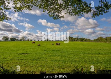 Bestiame in campo tra il villaggio di Stock e Margaretting vicino Chelmsford Essex Foto Stock