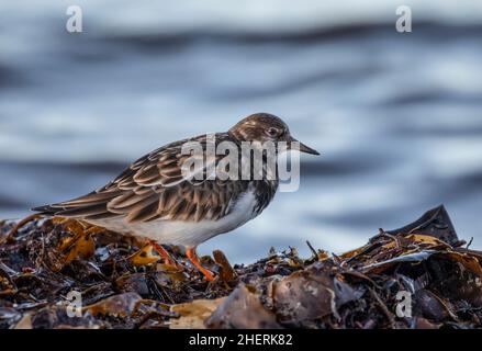 Un Ruddy Turnstone Arenaria si trova sull'alga Kelp, ai margini del Firth of Clyde a Saltcoats, North Ayrshire, Scozia. Foto Stock