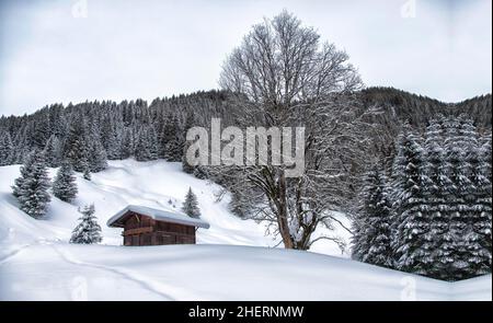 Una casa in legno nella neve vicino ai pini, una casa in legno in inverno tra la neve Foto Stock