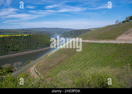 La vista dei vigneti e del Reno nella valle del Medio Reno superiore Foto Stock