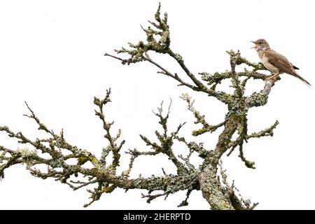 Garden Warbler (Sylvia borin), canto maschile adulto su un ramo coperto di lichen, Bad Homburg, Hesse, Germania Foto Stock