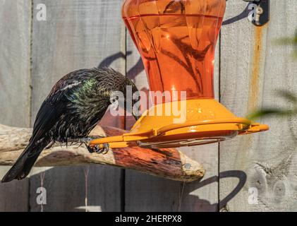 Adulto Tui su alimentatore Foto Stock