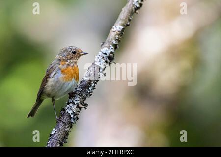 Rapina europea (Erithacus rubecula), giovane muta di uccelli, Bad Homburg, Assia, Germania Foto Stock