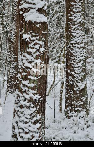 Due pini coperti di neve in una foresta invernale. Bellissimo paesaggio naturale invernale Foto Stock