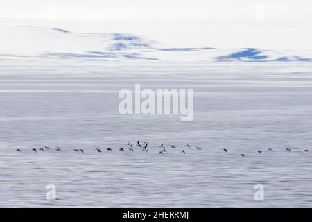 Murales a bocche spesse (Uria lomvia), flock vola sulla superficie dell'acqua, trainato, Spitsbergen, Islanda, Arcipelago di Svalbard, Norvegia Foto Stock