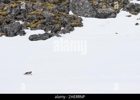 Volpe artica (Vulpes lagopus), camminando sulla superficie della neve, Spitsbergen, Norvegia Foto Stock