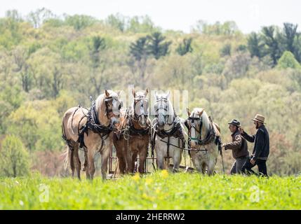 Lancaster County, Pennsylvania-7 maggio 2020: Agricoltori Amish con squadra di cavalli semina campo in primavera. Foto Stock