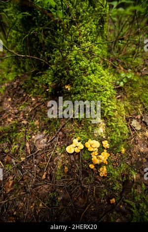 Funghi che crescono vicino a fossato moncone in foresta. Foresta natura macro. BeAitufil muschio verde umido Foto Stock