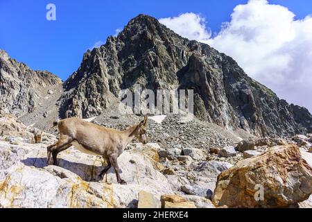 Giovane Capra Ibex in un ambiente selvaggio, Alpes Maritimes (Italia) Foto Stock