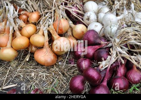 La pila di fresco raccolte mature assortiti onion lampadine nel giardino vegetale Foto Stock