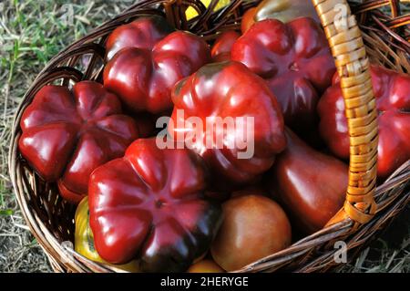 verdure biologiche appena raccolte - peperoni e pomodori maturi nel cestino Foto Stock
