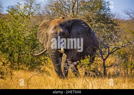 Elefante africano (Loxodonta africana) con trasmettitori elefante, Manyeleti Game Reserve, Sudafrica Foto Stock