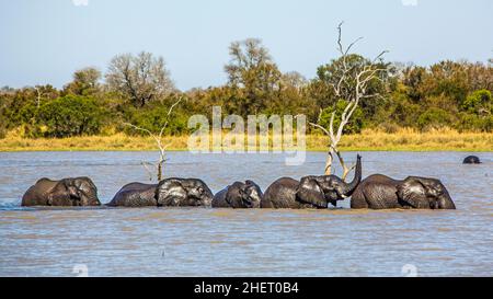 Elefanti sulla strada per il bagno, Manyeleti Game Reserve, Sudafrica Foto Stock