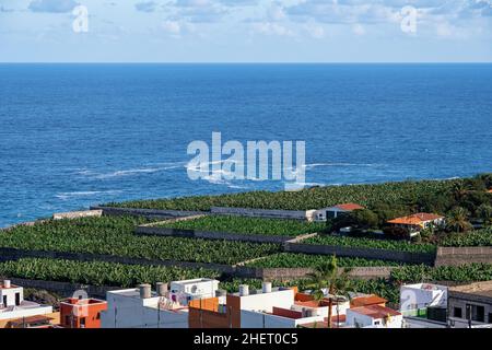 Piantagioni di banane sull'isola delle Canarie di Tenerife Foto Stock