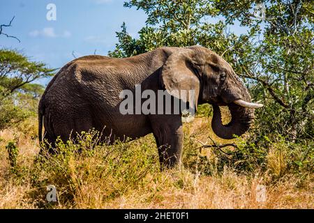 Elefante africano (Loxodonta africana), Kruger National Park, Sud Africa Foto Stock